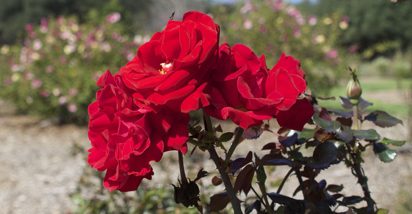 Scents and Memories – an Emotional Connection